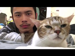 Кот меломан