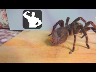 ЧТО БУДЕТ ЕСЛИ ЧЕЛОВЕКА УКУСИТ ТАРАНТУЛ