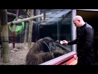 Орангутан и невероятный трюк с картой