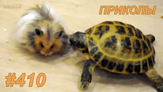 Приколы май 2019 №410