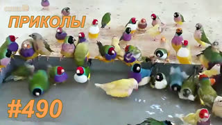 Приколы июль 2019 №490